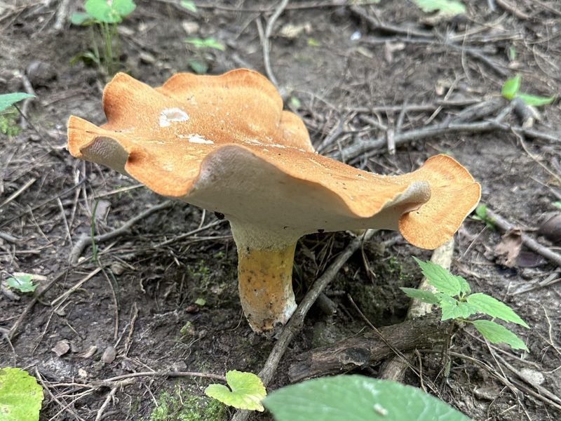 Cinnabar Chanterelle