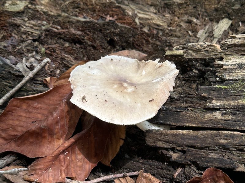 Pluteus Cervinus