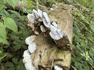 Trametes Gibbosa