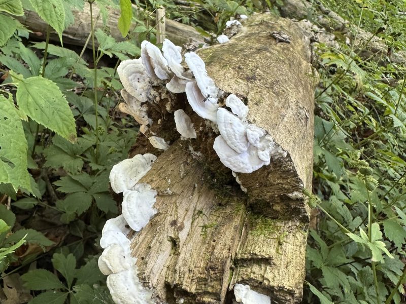 Trametes Gibbosa